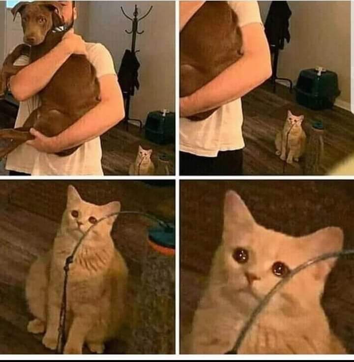 cat looking at man holding dog Blank Meme Template