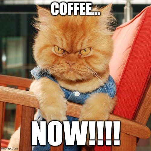 Garfi The Angry Cat | COFFEE... NOW!!!! | image tagged in garfi the angry cat | made w/ Imgflip meme maker