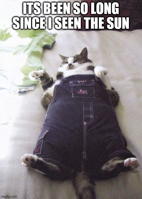 Fat Cat Meme | ITS BEEN SO LONG SINCE I SEEN THE SUN | image tagged in memes,fat cat | made w/ Imgflip meme maker