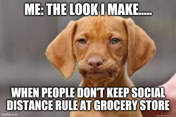Disappointed Dog | ME: THE LOOK I MAKE..... WHEN PEOPLE DON'T KEEP SOCIAL DISTANCE RULE AT GROCERY STORE | image tagged in disappointed dog | made w/ Imgflip meme maker