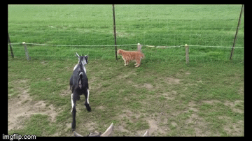 Cat shocked | image tagged in gifs | made w/ Imgflip video-to-gif maker