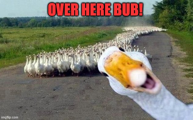 GOOSE | OVER HERE BUB! | image tagged in goose | made w/ Imgflip meme maker