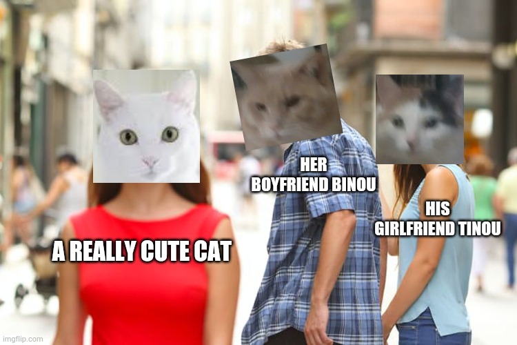 Distracted cat | HER BOYFRIEND BINOU; HIS GIRLFRIEND TINOU; A REALLY CUTE CAT | image tagged in memes,distracted boyfriend,distracted cat | made w/ Imgflip meme maker