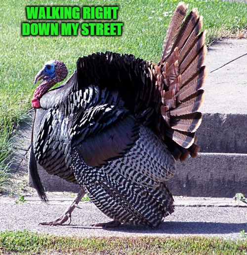 WALKING RIGHT DOWN MY STREET | made w/ Imgflip meme maker