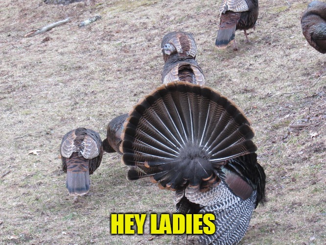 HEY LADIES | made w/ Imgflip meme maker