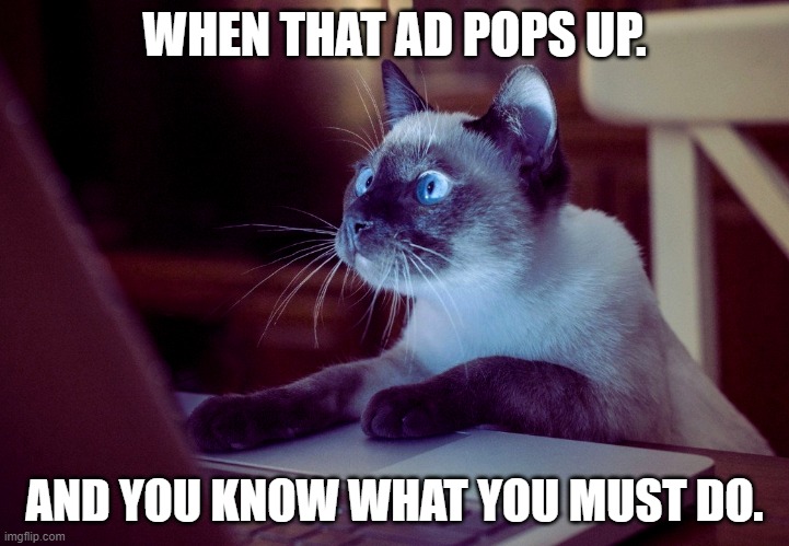 Cat on Computer |  WHEN THAT AD POPS UP. AND YOU KNOW WHAT YOU MUST DO. | image tagged in cat on computer | made w/ Imgflip meme maker