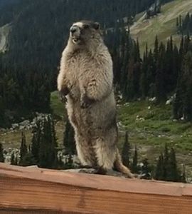 Screaming marmot Blank Meme Template