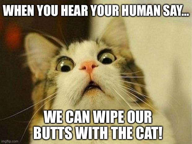 Scared Cat | WHEN YOU HEAR YOUR HUMAN SAY…; WE CAN WIPE OUR BUTTS WITH THE CAT! | image tagged in memes,scared cat | made w/ Imgflip meme maker