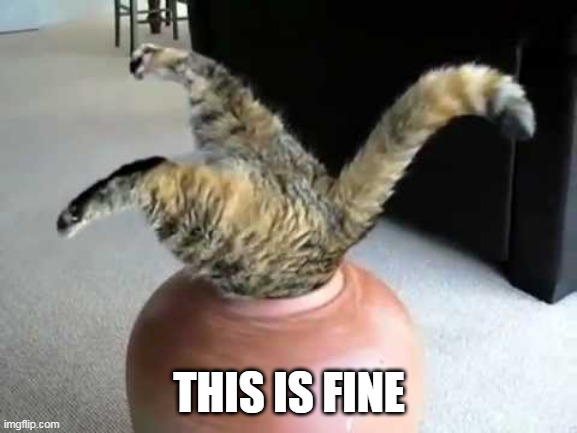 I FITS | THIS IS FINE | image tagged in cats,funny cats | made w/ Imgflip meme maker