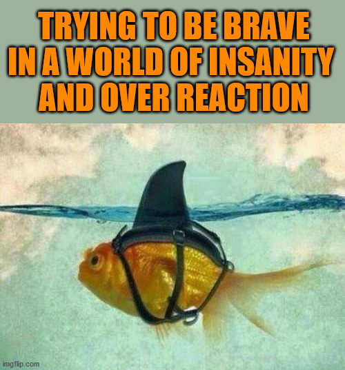 When swimming in doubt try to be a shark and stand for yourself. | TRYING TO BE BRAVE IN A WORLD OF INSANITY 
AND OVER REACTION | image tagged in bravery,stand up,swimming,shark | made w/ Imgflip meme maker