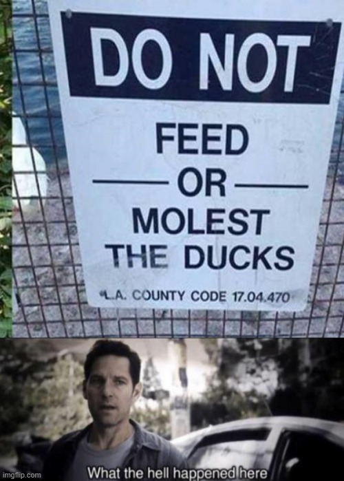 ducks deserve rights | image tagged in what the hell happened here,memes | made w/ Imgflip meme maker