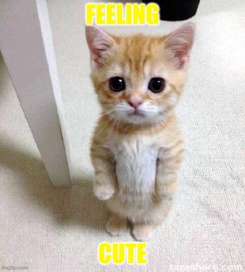 Cute Little Kitty | FEELING; CUTE | image tagged in memes,cute cat | made w/ Imgflip meme maker
