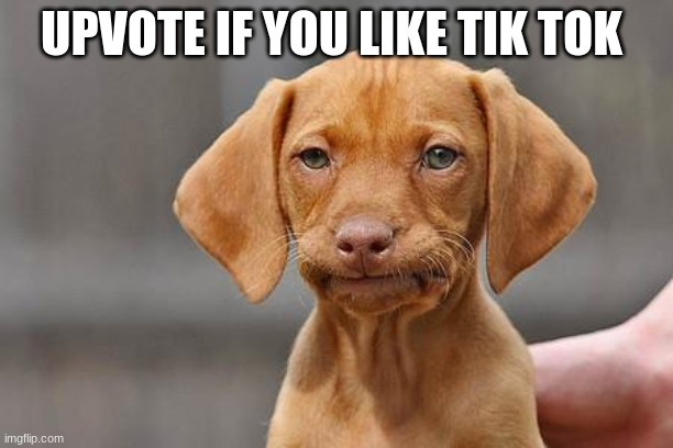 Dissapointed puppy | UPVOTE IF YOU LIKE TIK TOK | image tagged in dissapointed puppy | made w/ Imgflip meme maker