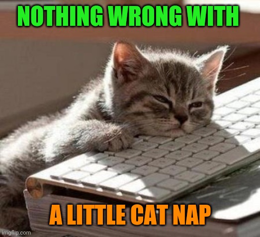 tired cat | NOTHING WRONG WITH A LITTLE CAT NAP | image tagged in tired cat | made w/ Imgflip meme maker