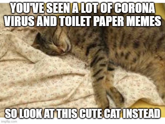 YOU'VE SEEN A LOT OF CORONA VIRUS AND TOILET PAPER MEMES; SO LOOK AT THIS CUTE CAT INSTEAD | image tagged in cute cat | made w/ Imgflip meme maker
