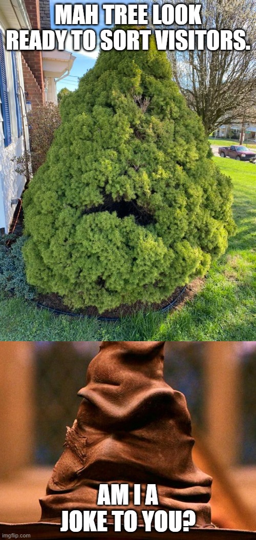 MAH TREE LOOK READY TO SORT VISITORS. AM I A JOKE TO YOU? | image tagged in sorting hat | made w/ Imgflip meme maker