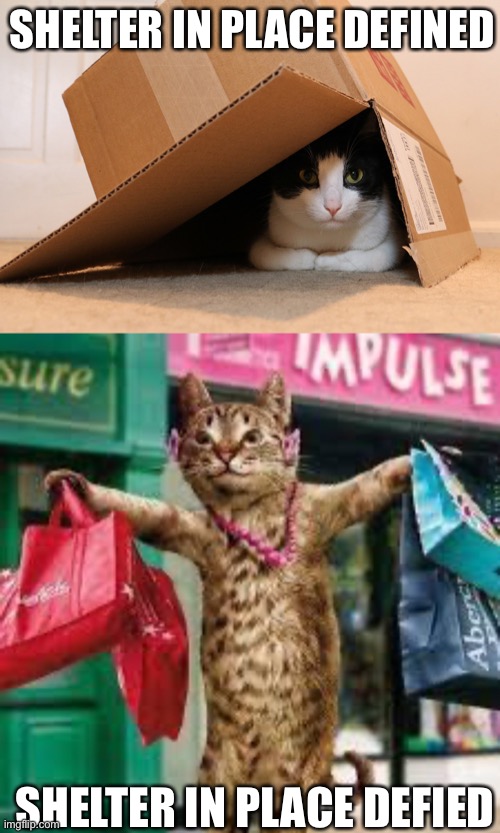SHELTER IN PLACE DEFINED; SHELTER IN PLACE DEFIED | image tagged in cat shopping,safety cat | made w/ Imgflip meme maker