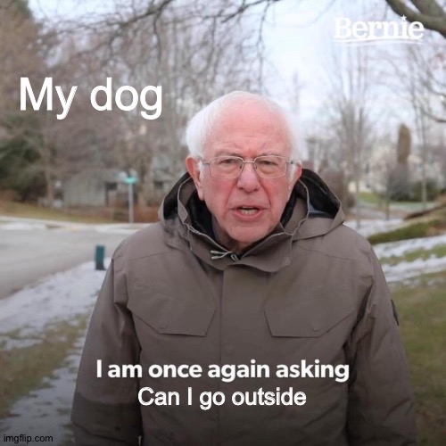 Bernie I Am Once Again Asking For Your Support | My dog; Can I go outside | image tagged in memes,bernie i am once again asking for your support | made w/ Imgflip meme maker