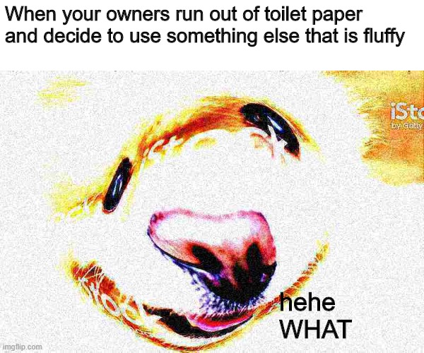 uh oh | When your owners run out of toilet paper and decide to use something else that is fluffy; hehe WHAT | image tagged in dog,deep fried | made w/ Imgflip meme maker