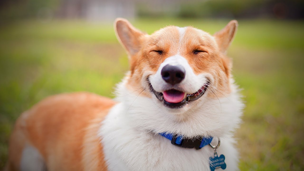 High Quality Smiling dog Blank Meme Template