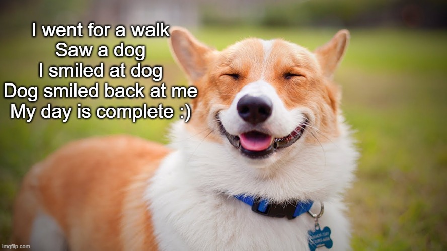 Doggo To Make Your Day | I went for a walk
Saw a dog
I smiled at dog
Dog smiled back at me
My day is complete :) | image tagged in smiling dog | made w/ Imgflip meme maker