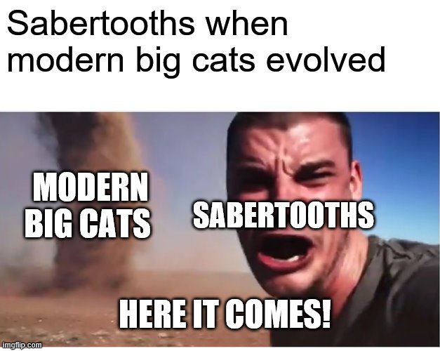 Here it come meme |  Sabertooths when modern big cats evolved; MODERN BIG CATS; SABERTOOTHS; HERE IT COMES! | image tagged in here it come meme | made w/ Imgflip meme maker