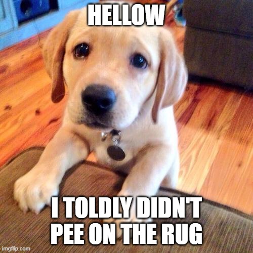Puppy dog eyes | HELLOW; I TOLDLY DIDN'T PEE ON THE RUG | image tagged in puppy dog eyes | made w/ Imgflip meme maker