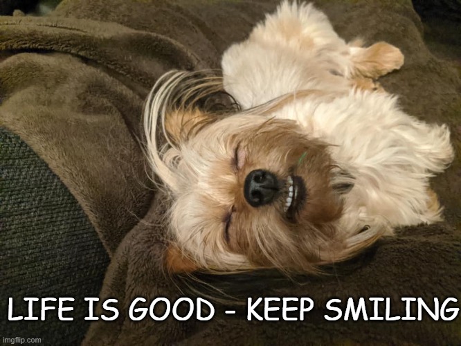 Life Is Good | LIFE IS GOOD - KEEP SMILING | image tagged in smiling dog,dog,puppy,life is good,good life,happy life | made w/ Imgflip meme maker