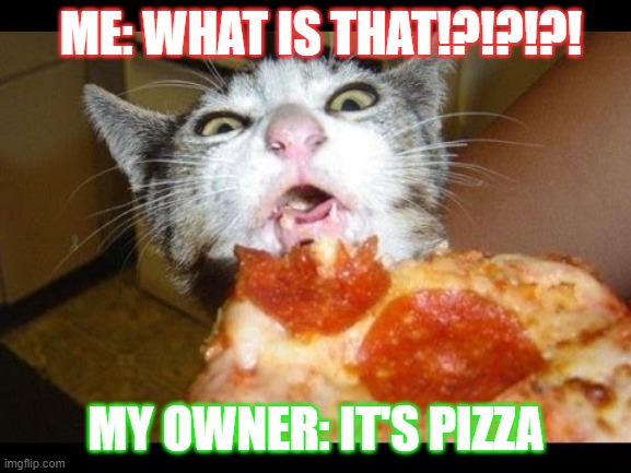WHAT IS THAT | ME: WHAT IS THAT!?!?!?! MY OWNER: IT'S PIZZA | image tagged in what is that | made w/ Imgflip meme maker