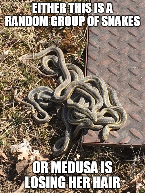 Medusa Is Losing Her Hair. | EITHER THIS IS A RANDOM GROUP OF SNAKES; OR MEDUSA IS LOSING HER HAIR | image tagged in medusa,snakes | made w/ Imgflip meme maker