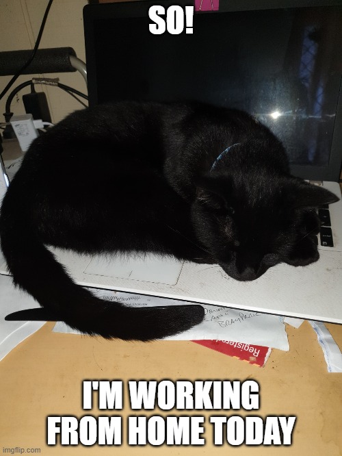work from home? | SO! I'M WORKING FROM HOME TODAY | image tagged in cat | made w/ Imgflip meme maker