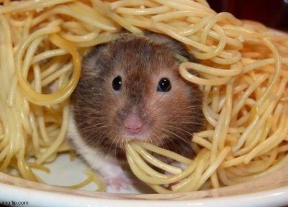 Spaghetti | image tagged in spaghetti | made w/ Imgflip meme maker