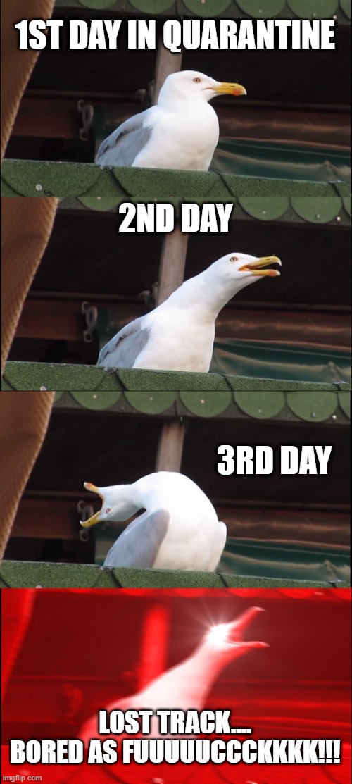 Inhaling Seagull Meme | 1ST DAY IN QUARANTINE; 2ND DAY; 3RD DAY; LOST TRACK.... BORED AS FUUUUUCCCKKKK!!! | image tagged in memes,inhaling seagull | made w/ Imgflip meme maker