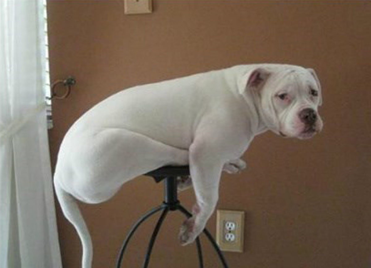 High Quality dog on stool Blank Meme Template