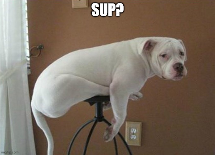 dog on stool | SUP? | image tagged in dog on stool | made w/ Imgflip meme maker