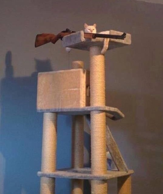 High Quality Sniper Cat Blank Meme Template
