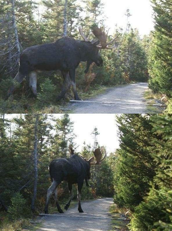 MOOSE Blank Meme Template