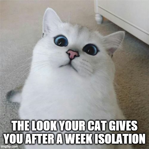 wat? | THE LOOK YOUR CAT GIVES YOU AFTER A WEEK ISOLATION | image tagged in wat | made w/ Imgflip meme maker