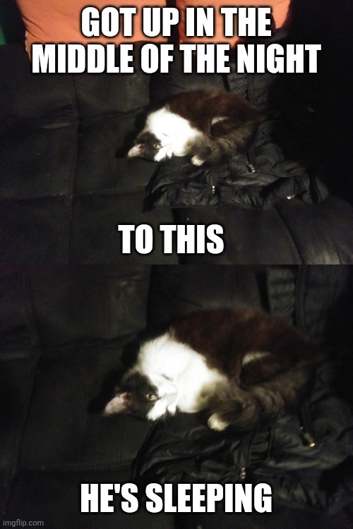 WHEN YOUR OWN CAT DOESN'T TRUST YOU AT NIGHT | GOT UP IN THE MIDDLE OF THE NIGHT; TO THIS; HE'S SLEEPING | image tagged in cats,funny cats,sleeping cat | made w/ Imgflip meme maker
