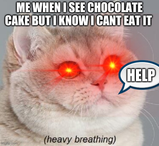 fat cat that needs cake | ME WHEN I SEE CHOCOLATE CAKE BUT I KNOW I CANT EAT IT; HELP | image tagged in fat cat | made w/ Imgflip meme maker