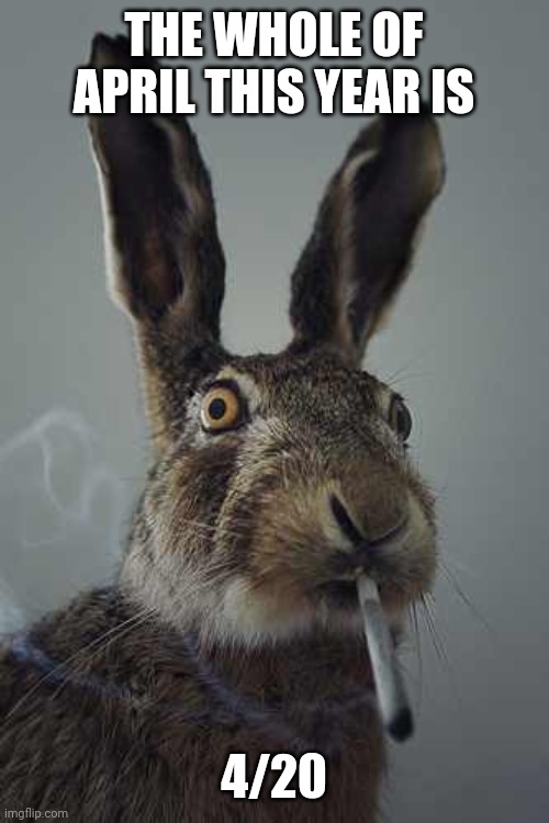 Rabbit smoking  | THE WHOLE OF APRIL THIS YEAR IS; 4/20 | image tagged in rabbit smoking | made w/ Imgflip meme maker