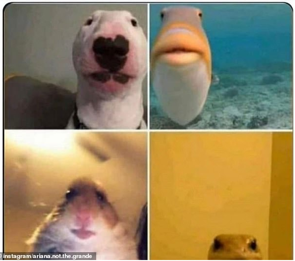 animals close to camera Blank Meme Template