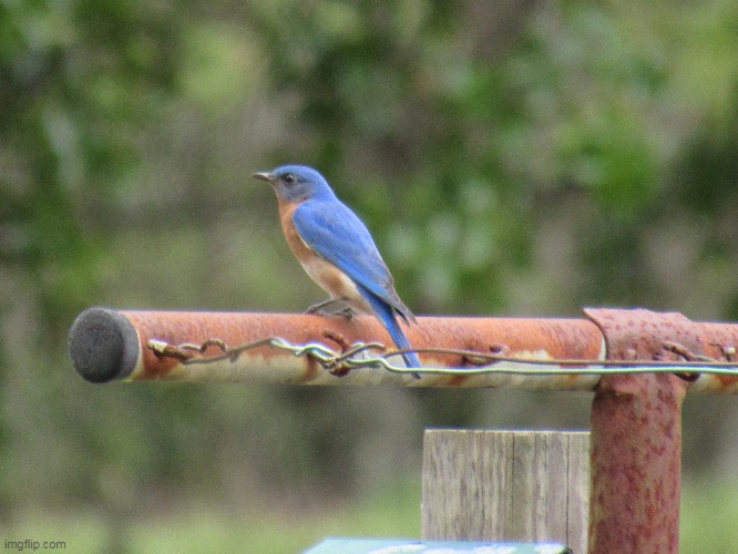 Little Blue Bird of Happiness soaking up the Sun in Florida | image tagged in mothers garden of love | made w/ Imgflip meme maker
