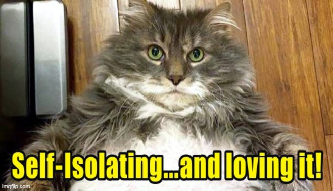 Fat Cat Meme of The Day :) | image tagged in memes,cats,fat cat,coronavirus | made w/ Imgflip meme maker