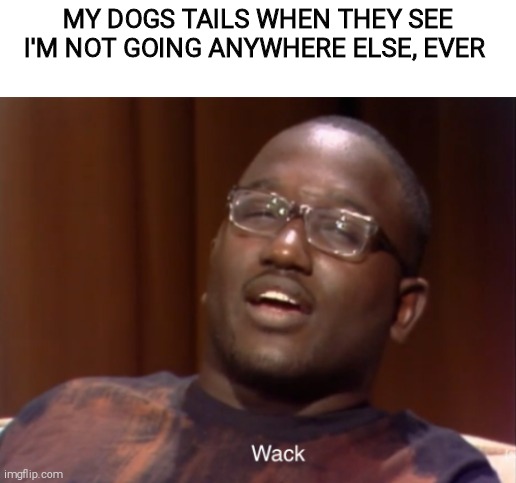 Wack | MY DOGS TAILS WHEN THEY SEE I'M NOT GOING ANYWHERE ELSE, EVER | image tagged in wack | made w/ Imgflip meme maker
