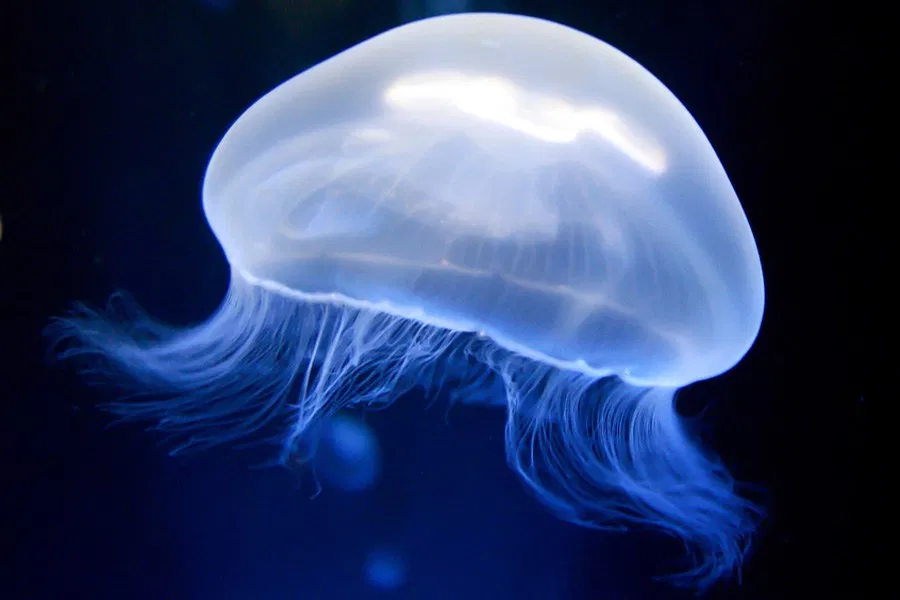 jellyfish Blank Template - Imgflip