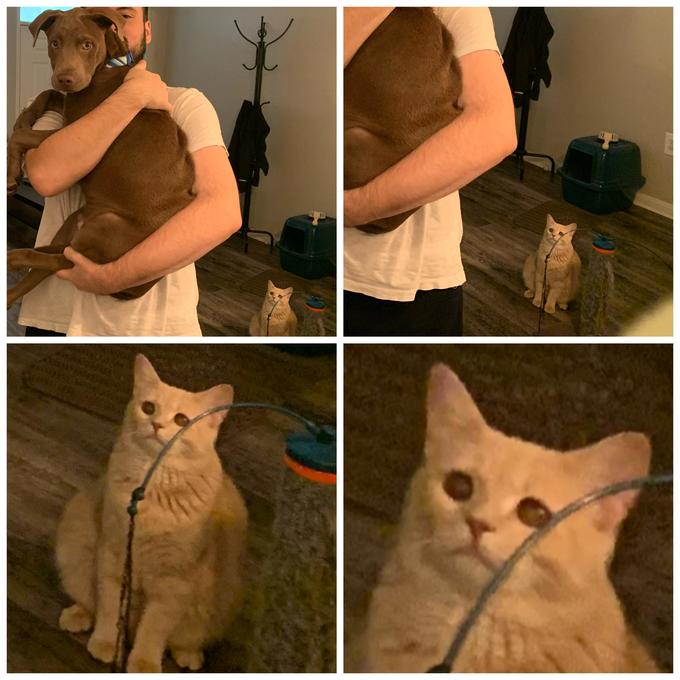 High Quality Sad Cat guy Holding dog Blank Meme Template