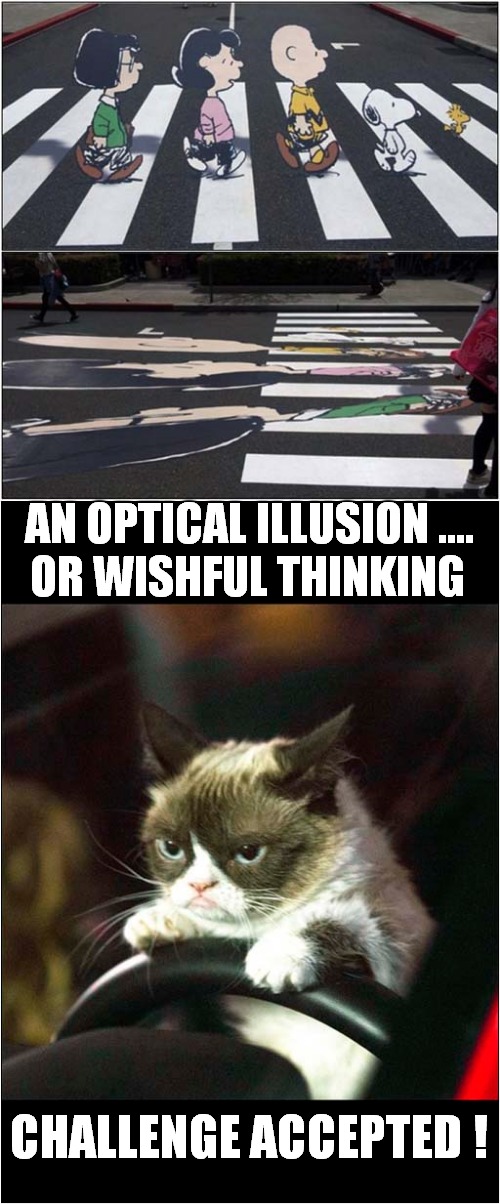 Grumpys Optical Illusion Challenge | AN OPTICAL ILLUSION .... OR WISHFUL THINKING; CHALLENGE ACCEPTED ! | image tagged in fun,grumpy cat,optical illusion | made w/ Imgflip meme maker