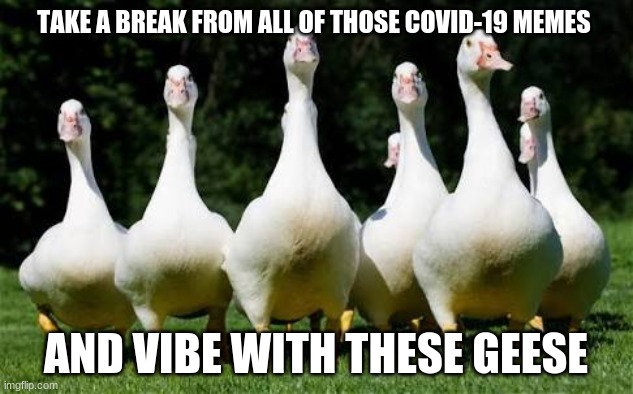 The Geese | TAKE A BREAK FROM ALL OF THOSE COVID-19 MEMES; AND VIBE WITH THESE GEESE | image tagged in the geese | made w/ Imgflip meme maker