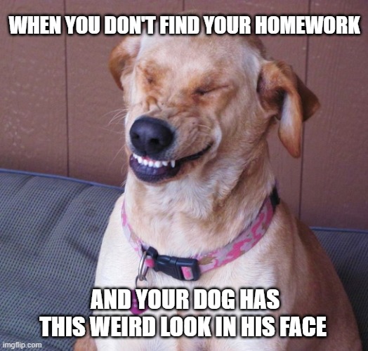 Smile dog | WHEN YOU DON'T FIND YOUR HOMEWORK; AND YOUR DOG HAS THIS WEIRD LOOK IN HIS FACE | image tagged in smile dog | made w/ Imgflip meme maker
